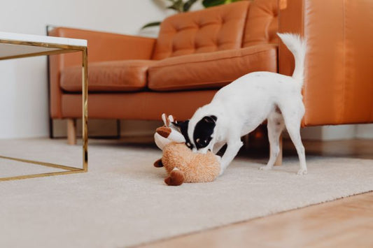 Why Do Dogs Destroy Toys and How to Prevent?